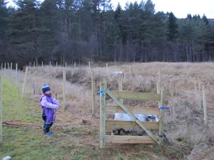 C11210 nygrinda på plass.jpg