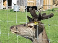 303. C13205 Solskjelsøygarden - hjort.jpg