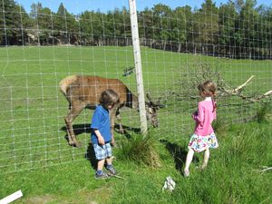 C13245 Solskjelsøygarden - hjort.jpg