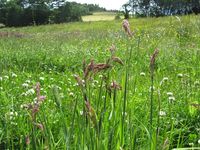 288. C13435 Dalan eng.jpg