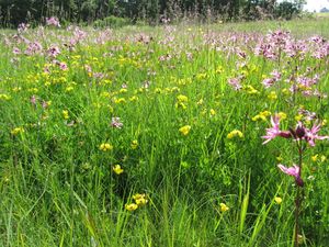 C13440 Dalan eng.jpg