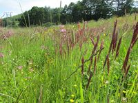 287. C13445 Dalan eng.jpg