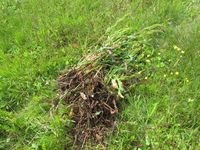 289. C13447 høymolluking.jpg