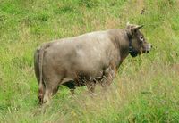 Okse av vestlandsk fjordfe på Ormbostad i Aure kommune, juli 2014. Foto: Olve Utne