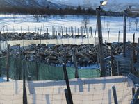 Reinskiljing på Nerskogen. Foto: Olve Utne (2015).