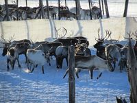 Reinskiljing på Nerskogen. Foto: Olve Utne (2015).
