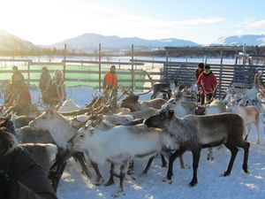 C15521 reinskilling pa Nerskogen.jpg