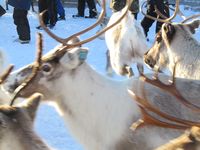 Reinskiljing på Nerskogen. Foto: Olve Utne (2015).