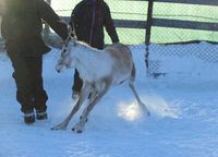 Reinskiljing på Nerskogen. Foto: Olve Utne (2015).