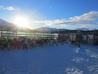 Reinskiljing på Nerskogen. Foto: Olve Utne (2015).