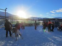 Reinskiljing på Nerskogen. Foto: Olve Utne (2015).