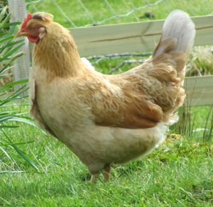 C16277cr islandshoens.jpg