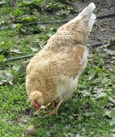 Islandshøne på Solskjelsøya. Foto: Olve Utne (2015).