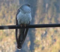 291. C16288cr gauk i Dalan.jpg