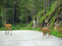 294. C17033j radyr pa Skardsoya.jpg