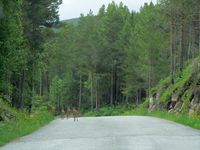 295. C17034j radyr pa Skardsoya.jpg