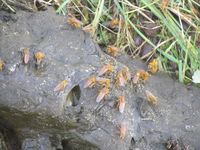 297. C18757 gjødselfluer.jpg