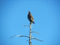 327. C21927 Haliaeetus albicilla.jpg