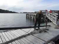 C23229 Havhesten (geitbåtfemring).jpg