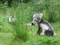 10. C24383 Vulpes lagopus.jpg