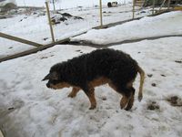 95. C30061 mangalitsasvin.jpg