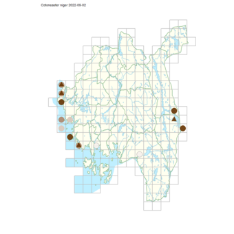 Cotoneaster niger.png