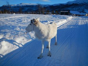 D0156 reinskilling pa Nerskogen.jpg