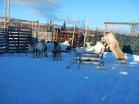 Reinskiljing på Nerskogen. Foto: Dena Utne (2015).