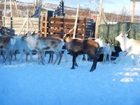 Reinskiljing på Nerskogen. Foto: Dena Utne (2015).