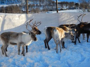 D0165 reinskilling pa Nerskogen.jpg