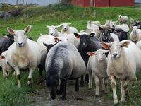 Grå trøndersau saman med sjeviot og norsk kvit sau. Foto: Dena Utne (2013).