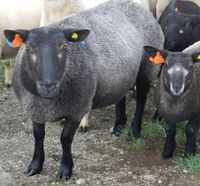 Grå trøndersau. Foto: Dena Utne (2013).