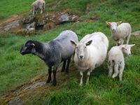 Grå trøndersau saman med sjeviotsau og lam. Foto: Dena Utne (2013).