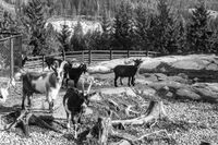 Geiter i dyreparken på Vinterbro, som var i drift fra 1962 til 1985. Foto: Paul A. Røstad (1969)