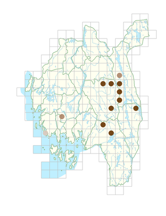 Dactylorhiza majalis subsp. sphagnicola.png
