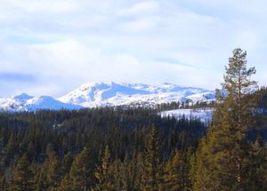 Daggrønuten Rollag kommune 2016.jpg