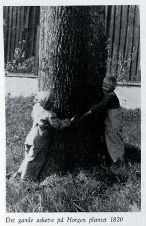Den gamle asken på Horgen (Eikerminne-1949-s008).jpg