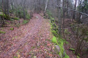 "Krokkleiva" har 5 svinger der den slynger seg fra Grundvikvegen og opp mot Morberg. Transport av is med hest og slede ned disse bakkene kunne på ettervinteren/våren være risikosport. Var føret glatt, ble det lagt ut granbar for holde farten nede. (Foto: Victor Iversen 2021)