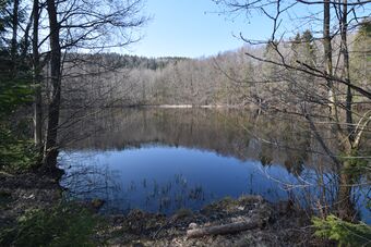 Den nederste av nydammene sett fra området rett bak den røde spisebrakka (foto: Victor Iversen 2020)