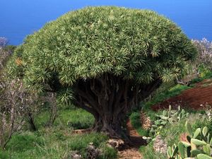 Dracaena draco.jpg