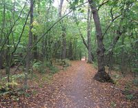 Tursti på Dronningberget opp til Sæterhytten. Foto: Stig Rune Pedersen (2013)