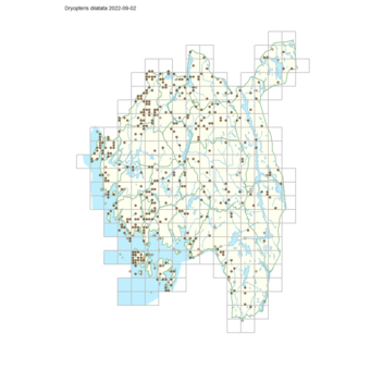 Dryopteris dilatata 1.png