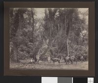 415. El Gran Cliace - no-nb digifoto 20160428 00015 bldsa EYDE 5 09 082.jpg