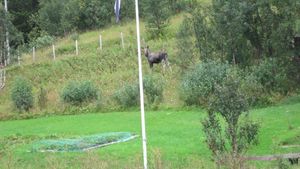 Elg ved Storvannet i Harstad.JPG