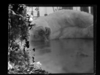 Isbjørn liggende på dekk. Foto: Nasjonalbiblioteket