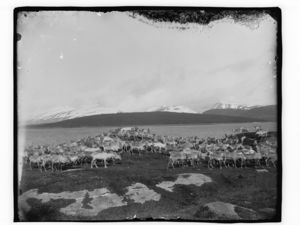 En reinsdyrflokk - NB MS G4 0909.jpg
