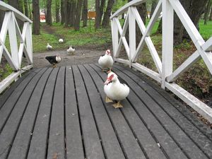 Ender Gulskogen park.JPG