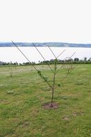 Epletreformer med gaffelform på Hovelsrud gård, Helgøya.jpg