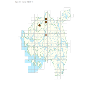 Equisetum ×mackaii.png