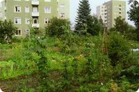 Etterstad parsellhage. Foto: Parsellhagelaget